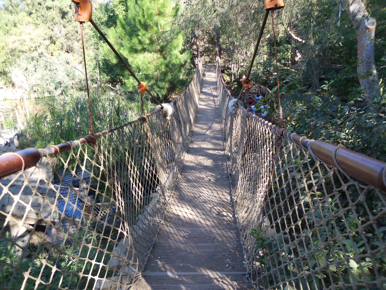 A rope suspension bridge through tall trees